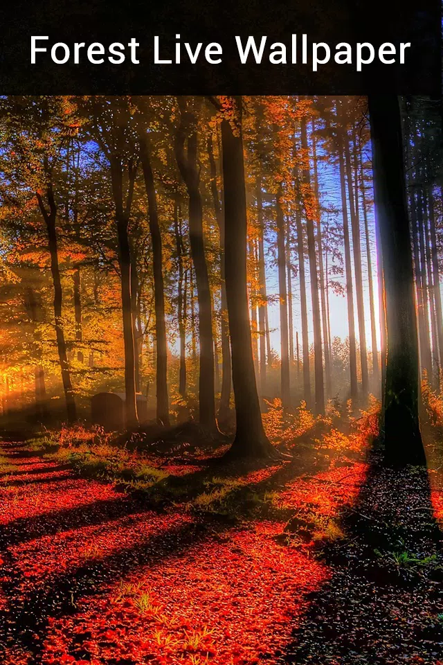 Forest Live Wallpaper APK pour Android Télécharger Forest Live Wallpaper APK pour Android Télécharger