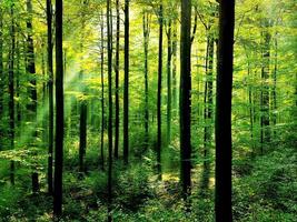 Papel tapiz forestal Poster