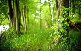 Fond d'écran Forêt capture d'écran 1