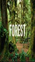 Forest Wallpaper HD Complete Affiche