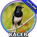 Suara Burung Kacer Gacor APK