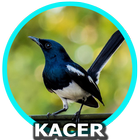 Suara Burung Kacer Mp3 أيقونة