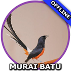 Suara Burung Murai Batu Master icon