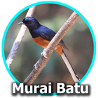 Suara Burung Murai Batu Mp3 ไอคอน