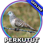 Icona Suara Burung Perkutut Mp3