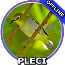 Suara Burung Pleci Gacor APK