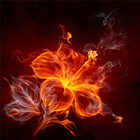 For Xperia Theme Rosefire آئیکن