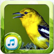 Kicau Pikatan Burung Sirtu
