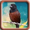 Towa Towa Bird APK