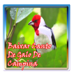 Baixar Canto De Galo De Campina