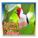 APK Baixar Canto De Galo De Campina