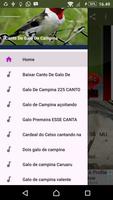 Baixar Canto De Galo De Campina gönderen