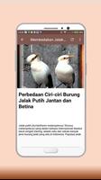 Masteran Jalak Putih Gacor screenshot 3