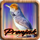 Masteran Prenjak vs Ciblek APK