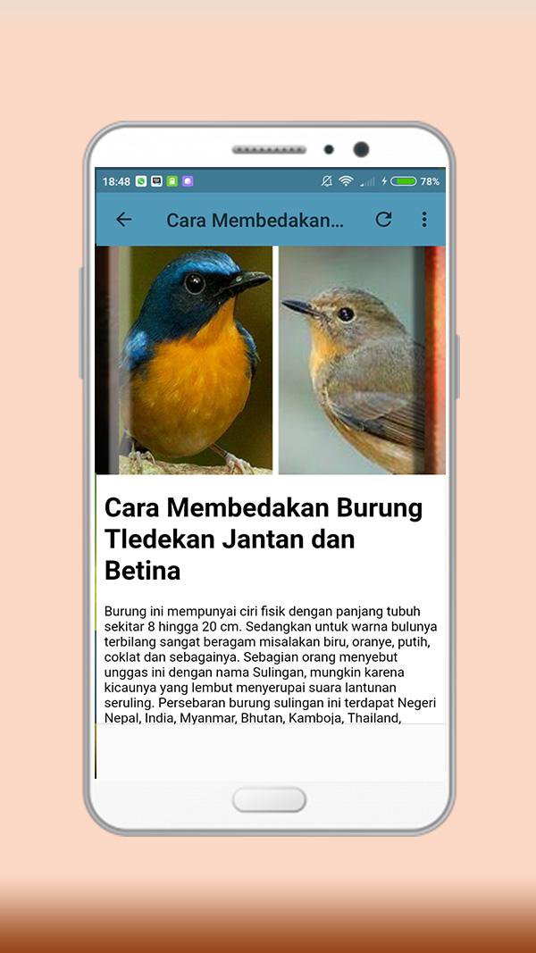 New Kicau Teledakan Sulingan For Android Apk Download