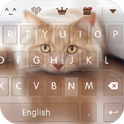 keyboard - Boto : Cute Kitty icône