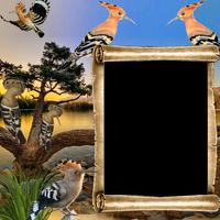Hoopoe Insta DP تصوير الشاشة 2
