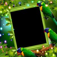 Rainbow Lorikeet Insta DP Affiche