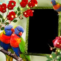 Rainbow Lorikeet Insta DP تصوير الشاشة 2