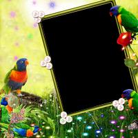 Rainbow Lorikeet Insta DP تصوير الشاشة 3