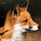 fox background 아이콘