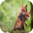 fox challenge aplikacja