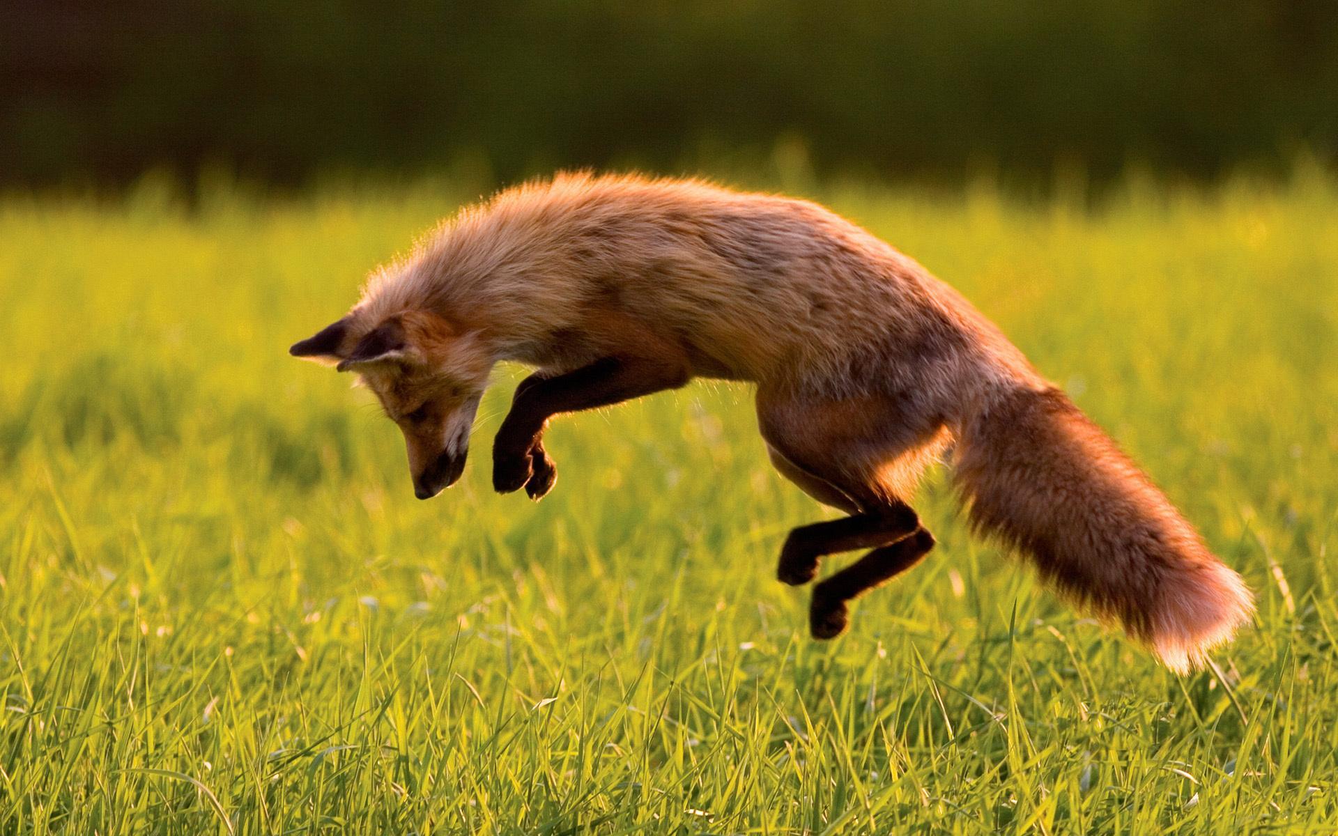 Android 用の Fox Wallpaper 18 Pictures Hd Images Free Photos Apk をダウンロード