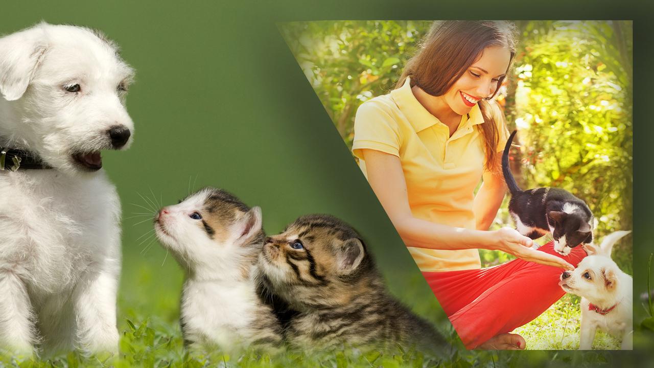 Kucing Lucu Dan Bingkai Anjing For Android Apk Download