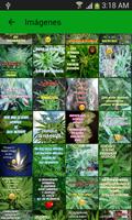 برنامه‌نما Marijuana con frases y versos عکس از صفحه