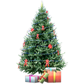 Christmas Tree - Fraser Fir