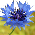 Flower Wallpaper