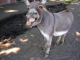 Donkey screenshot 2