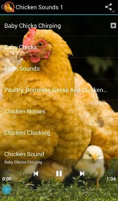 Chicken Sounds APK for Android Download
