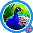 Peacock Sounds