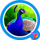 Peacock Sounds APK