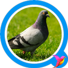 ikon Pigeon Sounds