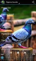 Pigeon Sounds ภาพหน้าจอ 1