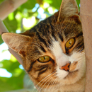 free cat backgrounds APK