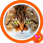 Cat Sounds icon