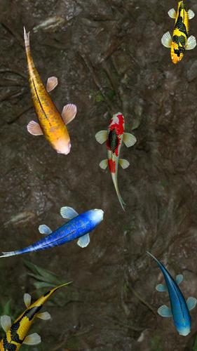 3d Koi Fish Wallpaper Hd 3d Fish Live Wallpapers Apk 1 3 3d Koi Fish Wallpaper Hd 3d Fish Live Wallpapers Apk 1 3