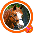 Horse Sounds APK