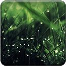 अच्छा फूल लाइव वॉलपेपर APK