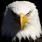free live eagle wallpapers আইকন