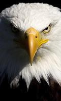 free live eagle wallpapers پوسٹر