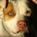 free live pitbull wallpaper APK