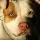 free live pitbull wallpaper icon