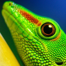 free lizard wallpaper APK