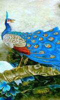 free peacock wallpaper penulis hantaran