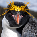 LWP Pingouin APK