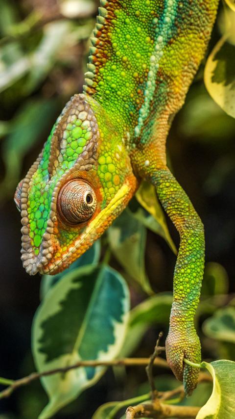 Free Reptile Wallpaper For Android Apk Download